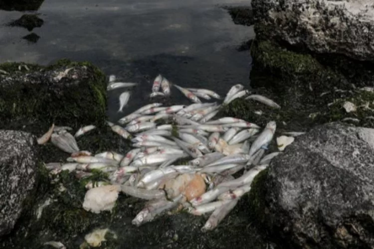 Bakanlık'tan 'balık ölümleri' açıklaması