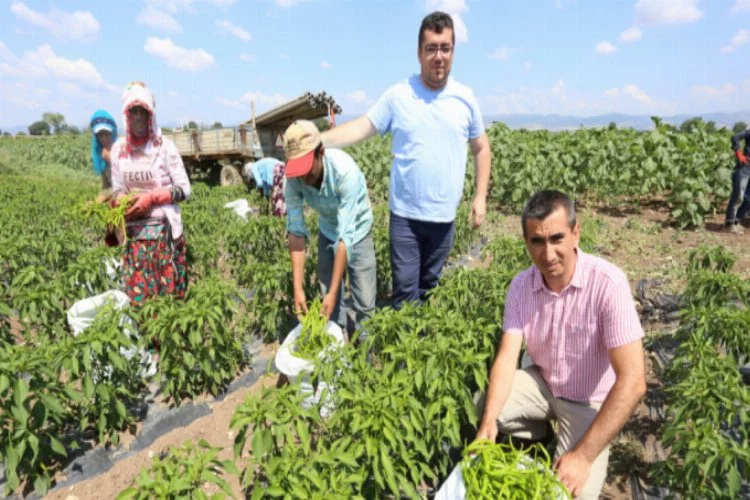 Yenişehir'de biber hasadı başladı