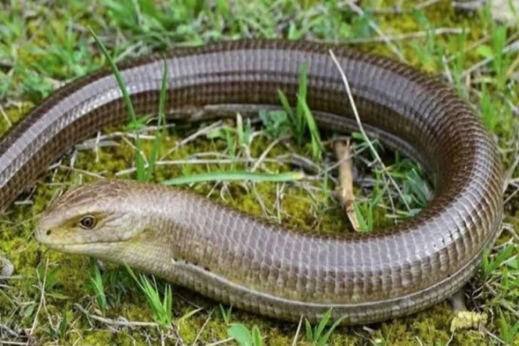 Bursa'da oluklu kertenkele yılan zannedilerek öldürüldü
