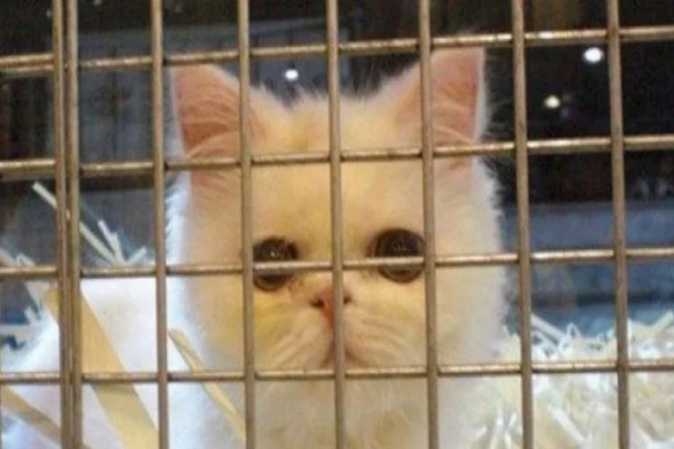 Bursa'da pet shoptan aldığı kedi ölünce parasını geri istedi ama...