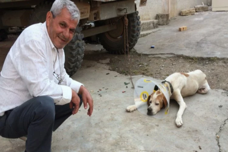 Bursa'da kanser hastası köpek sağlığına kavuştu
