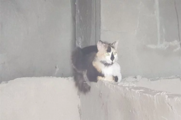 Bursa'da anne kedi saatlerce yavrusunun kurtarılmasını bekledi