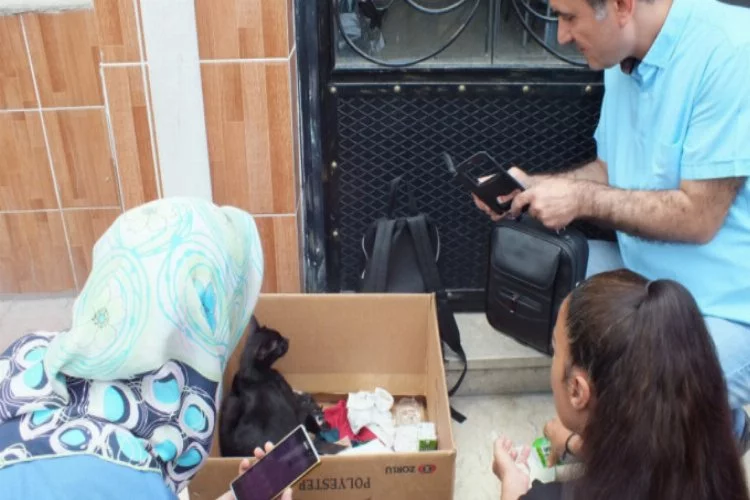 Bursa'da okulda yavrulayan kedi şaşkınlığı