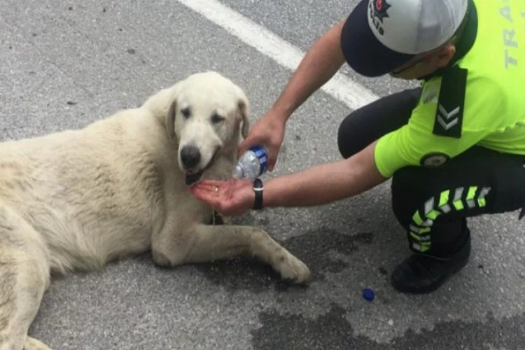 Bursa'da bitkin düşen köpeğe polis şefkati