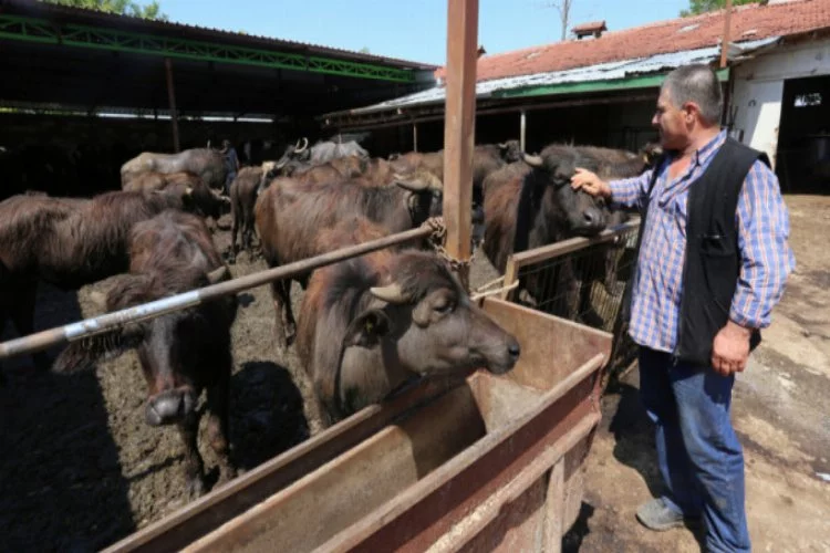 Bursa'da süt ineklerini satıp manda yetiştiriciliğine yöneldi