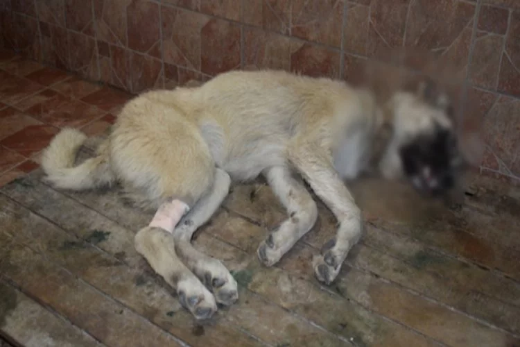 Bursa'da acı görüntü! Zehirlenen köpekler can çekişerek öldü...