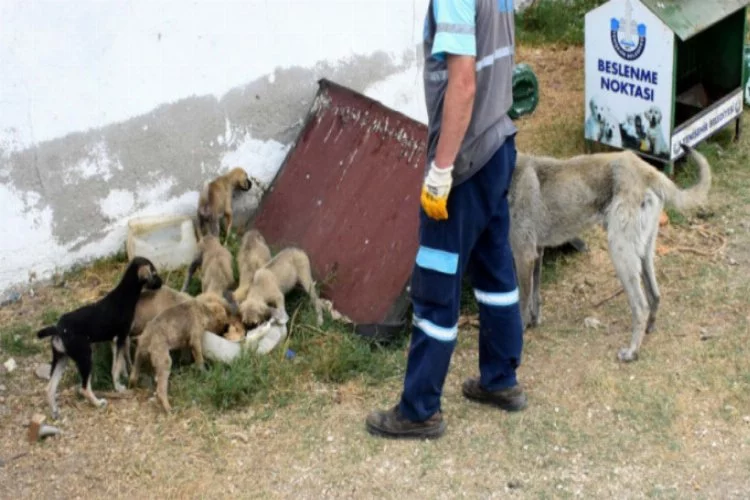 Yenişehir'de sahipsiz yavru köpekler koruma altında