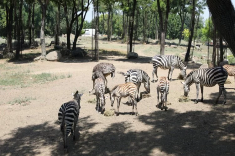 Bursa Hayvanat Bahçesi'nde yavru zebra sevinci