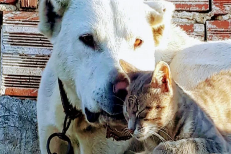 Bursa'da kedi ile köpeğin dostluğu görenleri hayrete düşürüyor!