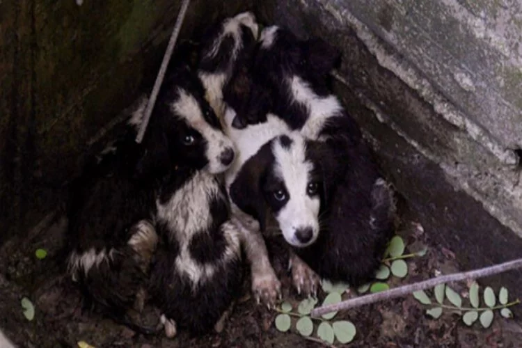 Su kanalına düşen yavru köpekleri belediye ekipleri kurtardı