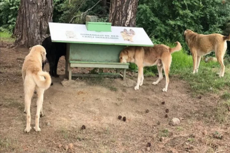 Bursa'da sahipsiz köpeklere parazit bakımı