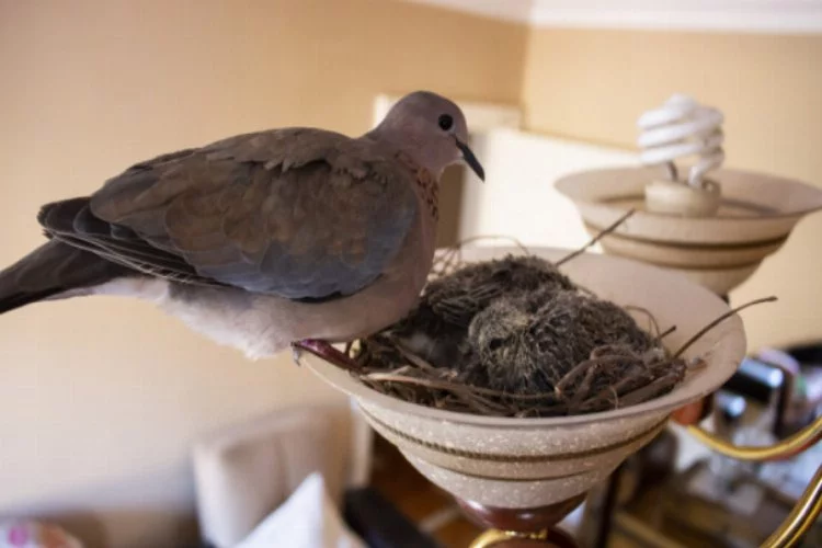 Bursa'da kuşlar oturma odasının avizesine yuva yaptı