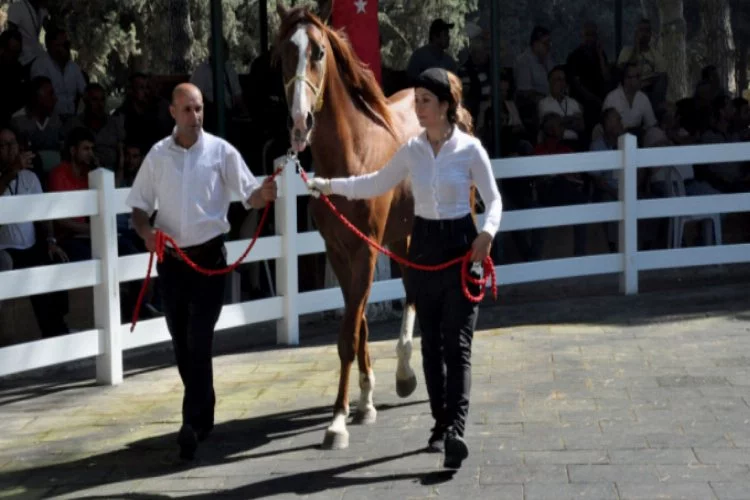 Bursa'da Arap atları açık artırmayla satıldı