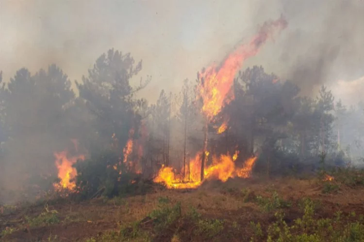 Bursa'daki orman yangını tamamen kontrol altında!