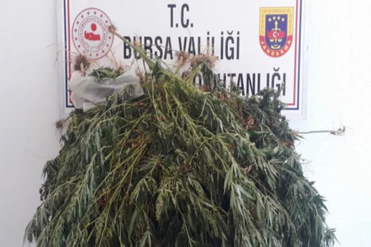 Bursa'da ormana ektiği kenevirler fotokapana yakalandı!