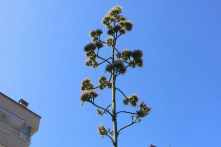 Bursa'da site bahçesine ekilen bitki 29 yıl sonra çiçek açtı