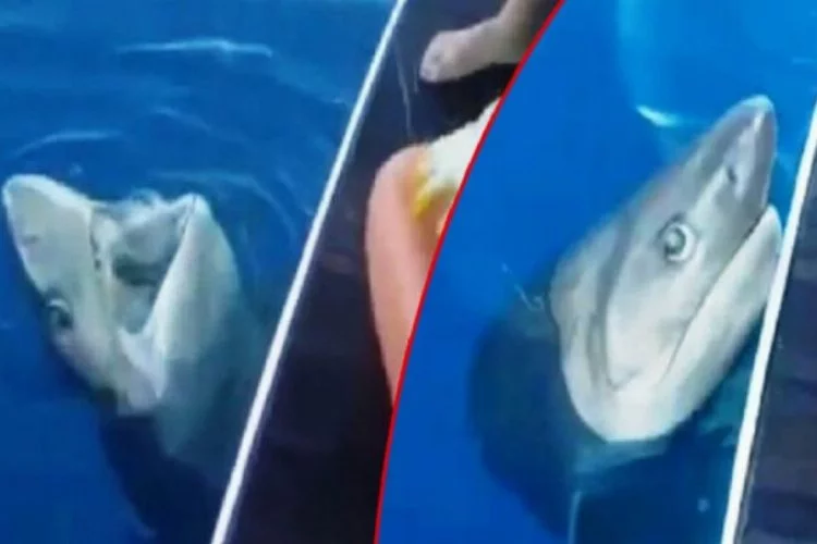 3 metrelik köpek balığı turistleri şoke etti!