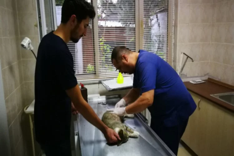 Bursa'da pitbullun saldırısına uğrayan hamile kedi can verdi!