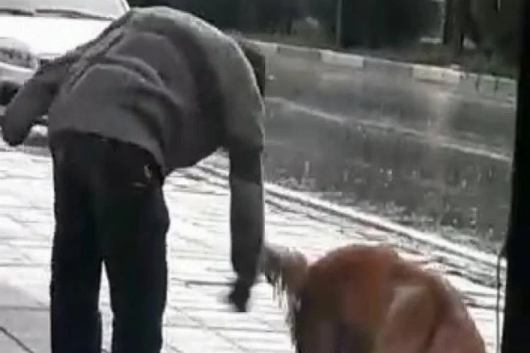 Bursa'da vicdansız adamdan köpeğe yumruklu saldırı!