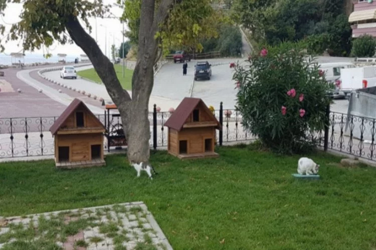 Kedi evleri Gemlik Belediyesi'nden