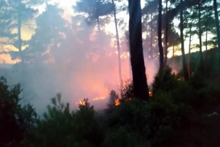 Bursa'da korkutan orman yangını!