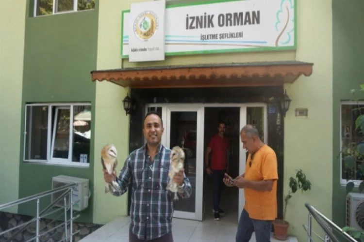 Bursa'da yaralı peçeli baykuşlar tedaviye gönderildi