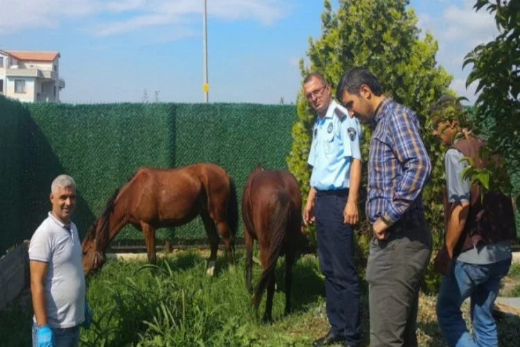 Bursa'da sahipsiz atlara Gemlik belediyesi sahip çıktı...