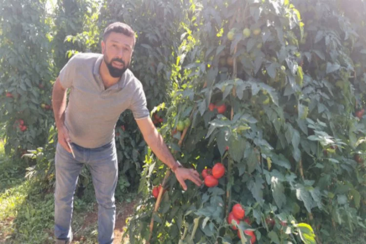 Bursa'da 'altın domates' üreticiyi memnun etmedi