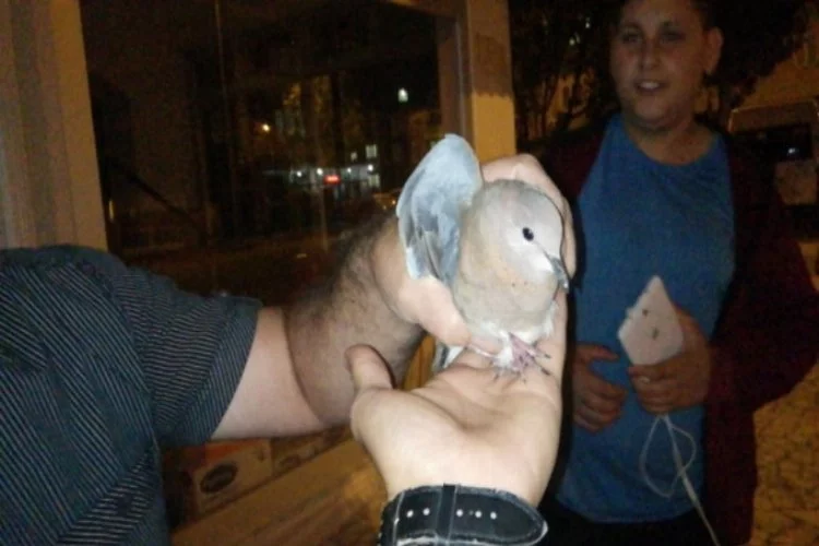 Bursa'da itfaiye ekipleri yavru güvercinin imdadına koştu