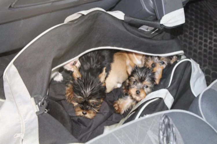 Sınır kapısında çantasından 11 köpek yavrusu çıktı!