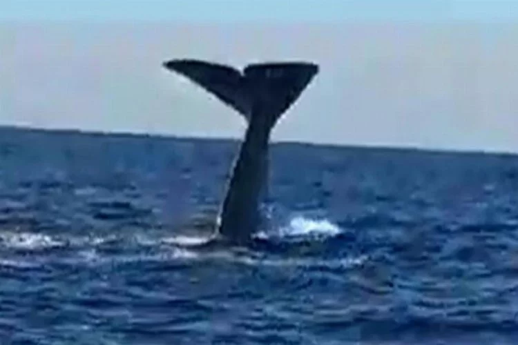 Alaçatı açıklarında balina sürprizi