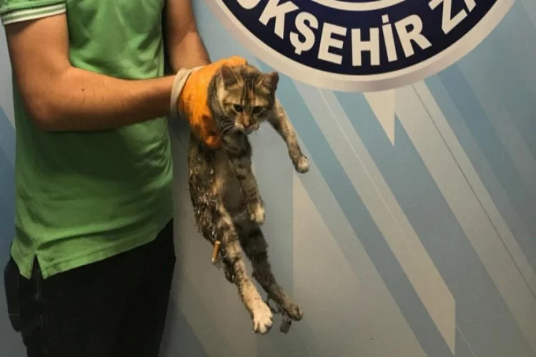 Bursa'da kediye işkence!