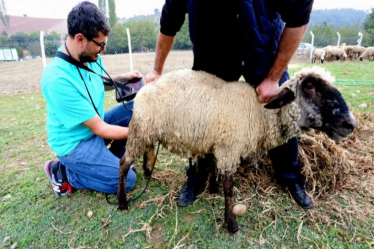 Yenişehir'de hayvan yetiştiricilerine gebelik testi uyarısı