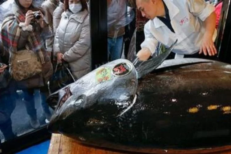Ton balığı rekor fiyata satıldı