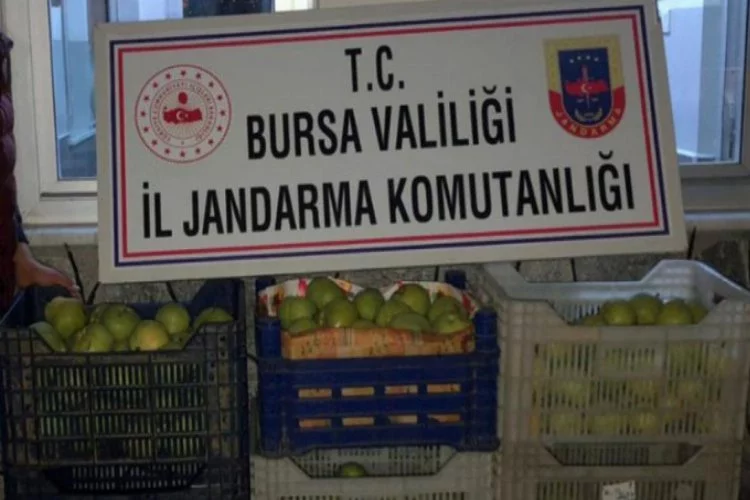 Bursa'da bahçeden 300 kilo armut çaldılar!