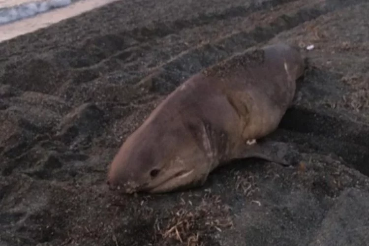 3 metrelik köpek balığı karaya vurdu!