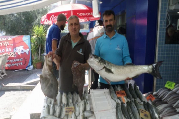 Bursa'da balıkçıların ağlarına 10 kiloluk levrek takıldı