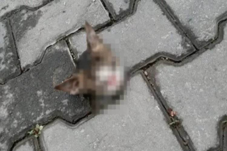 Bursa'da kan donduran görüntü! Kaldırımda kedi başı bulundu...