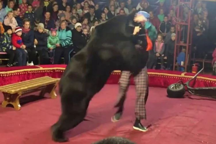 Sirkteki ayı, gösteride terbiyecisine saldırdı
