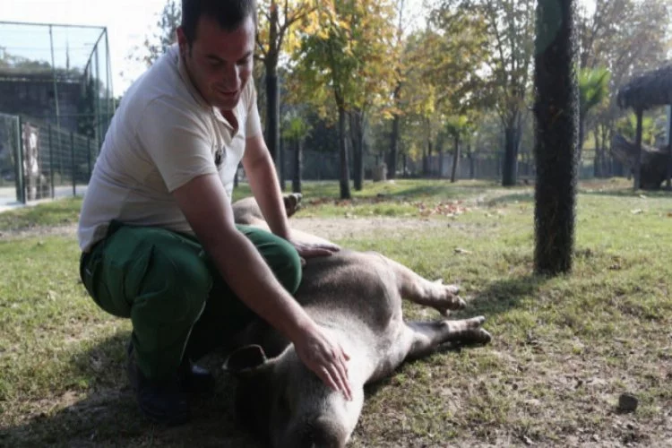 Bursa'da tapirlere her gün düzenli masaj