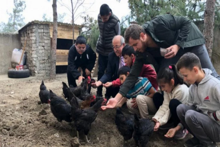 Bursa'da ortaokul öğrencileri yerli ırk tavuk üretiyor