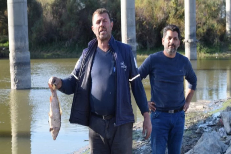 Bursa'da balık ölümlerinin önüne geçilemiyor