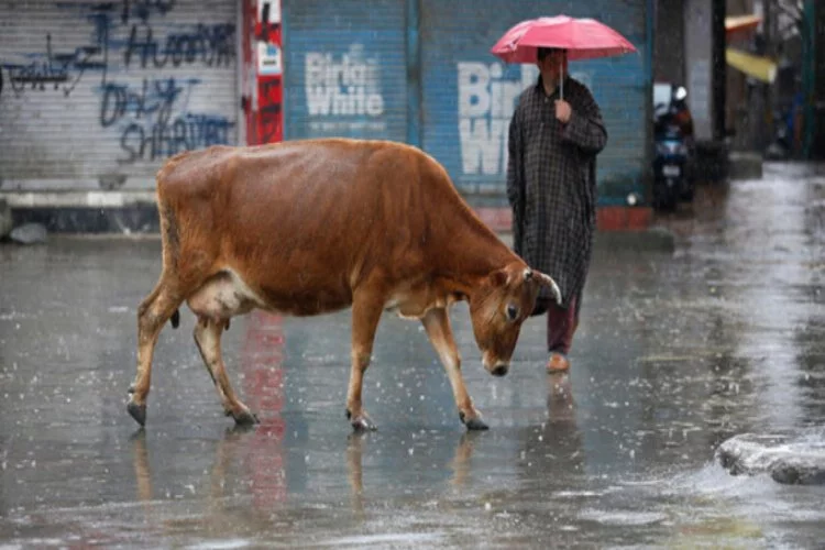 "Hindistan'daki ineklerin sütünde altın bulunduğu" iddiası