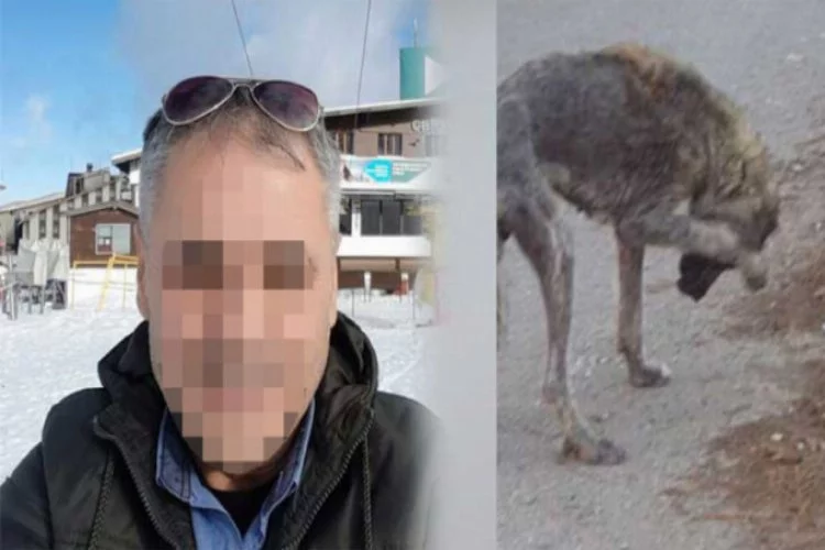 Bursa'da sokak hayvanlarını öldüreceğini söyleyen belediye çalışanı gözaltında!
