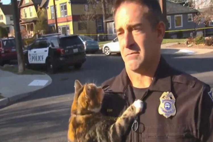 Röportajda polisin üzerine sokak kedisi atladı!