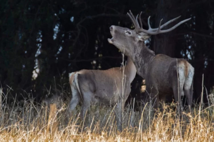 Bursa Ormanları'nda Kızıl geyik sürprizi