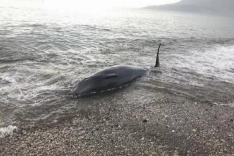 Kıyıya vuran balina kurtarıldı