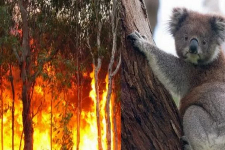 Avustralya'da bir kadın koalayı alevlerin arasından böyle kurtardı