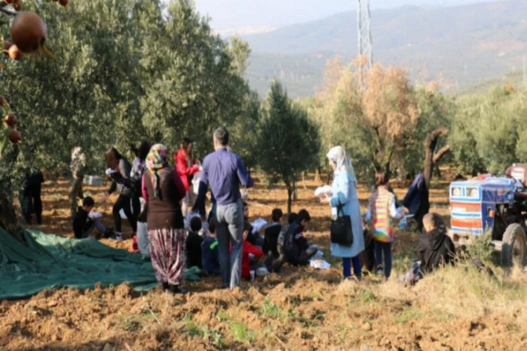 Bursa'da çocuklar zeytin toplama heyecanı yaşadı