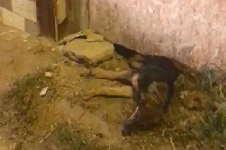 Bursa'da sıkışan yaralı köpeği itfaiye kurtardı